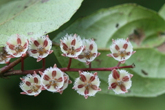 Elaeocarpus serratus